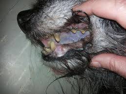 blauwe tong en tandvlees als je hond stikt, zuurstof tekort heeft