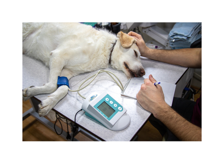 behandeling dierenarts, tips advies, kliniek