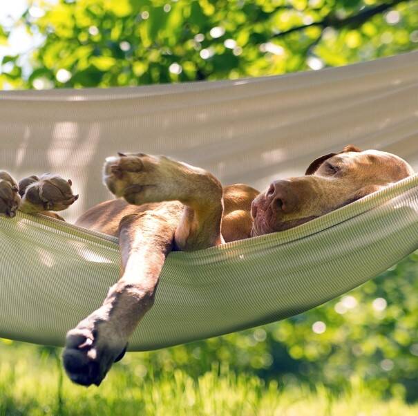 moeten honden wennen aan het verzetten van de klok? wintertijd/zomertijd