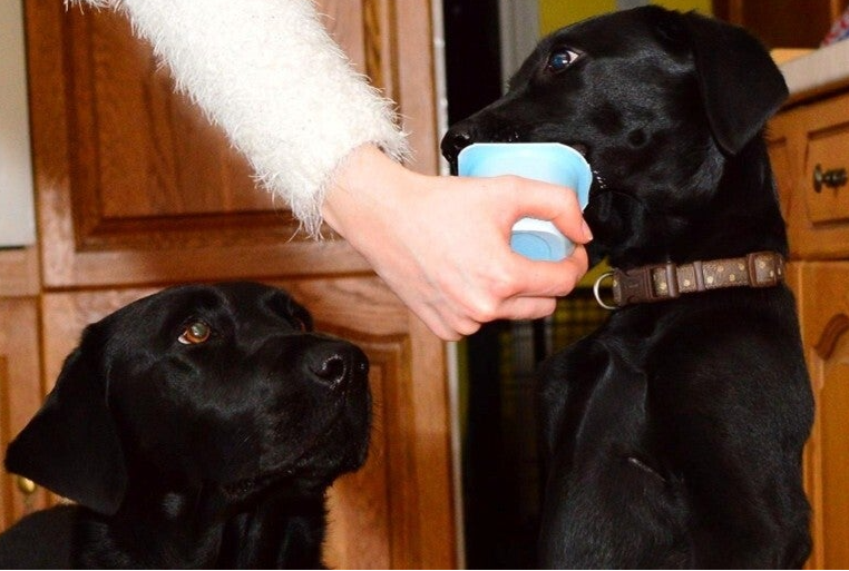 Mogen honden yoghurt eten? Tips en advies van Loyal Family.