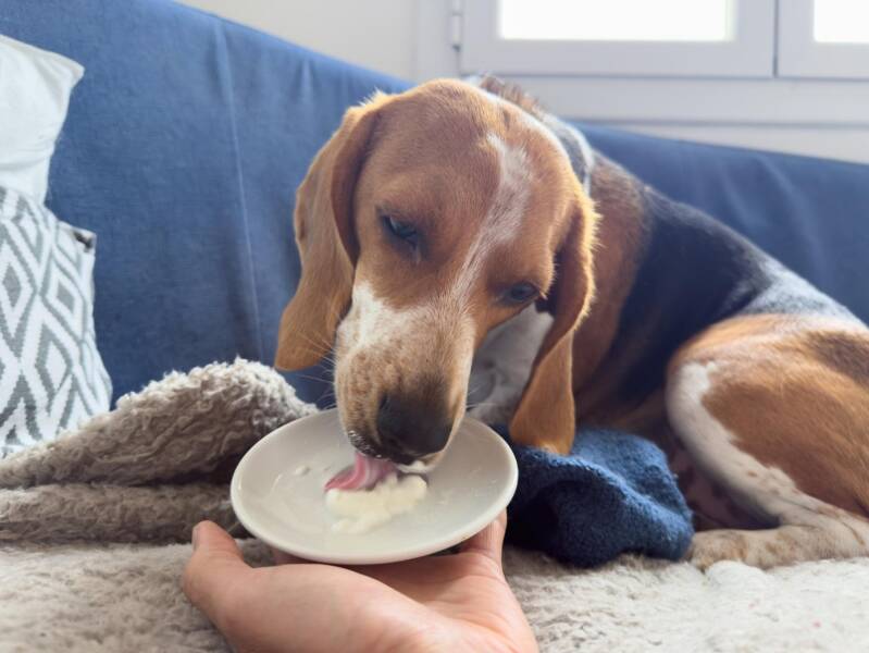 Yoghurt voor de hond, tips en advies van loyal family.
