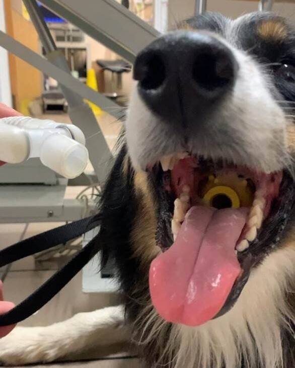 bal vast in de keel van een hond, eerste hulp bij verstikking van je hond