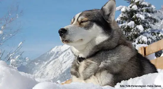 zomer en wintertijd. hoe reageren honden hierop? 