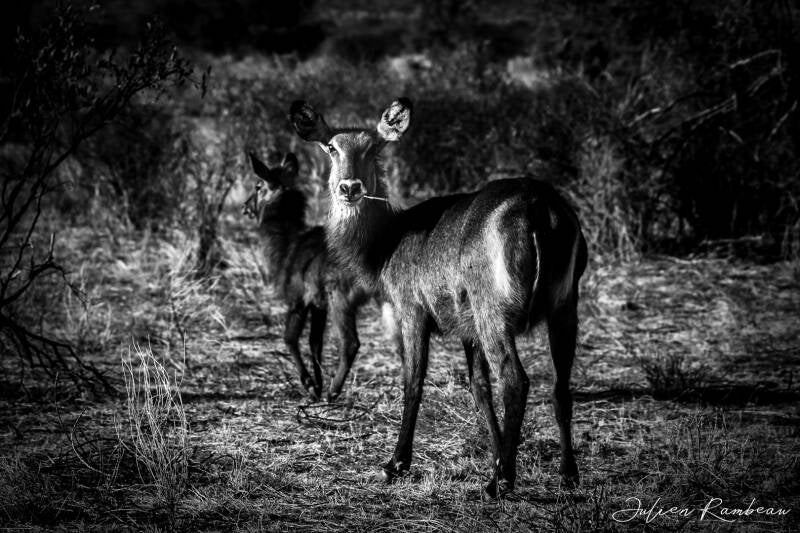 copie-de-kenya-114-standard.jpg