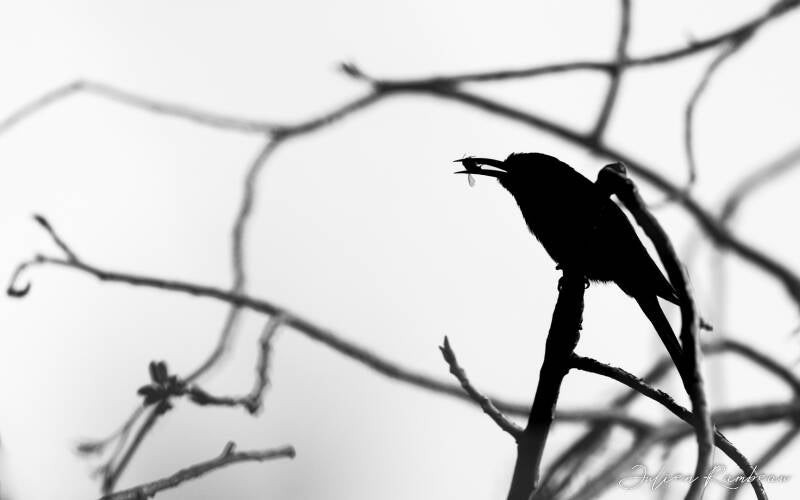 julien-rambeau-silhouette-senegal-01-standard-ofgp3s.jpg