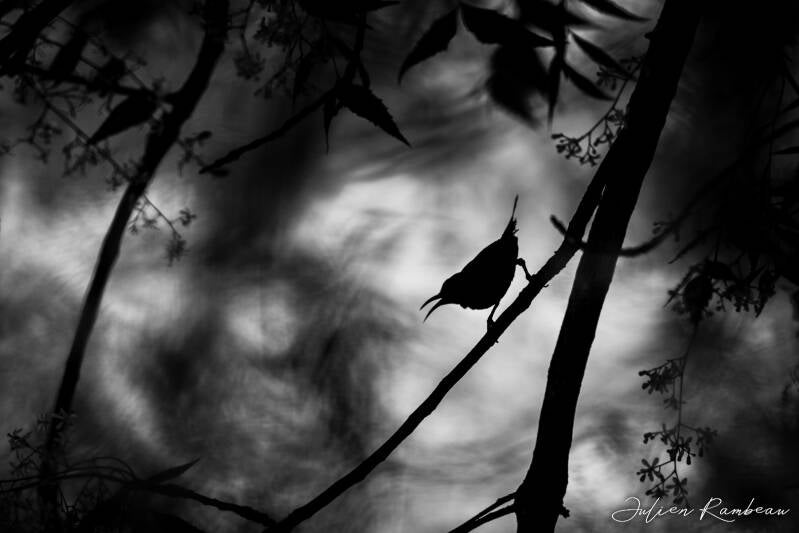 julien-rambeau-silhouette-senegal-02-standard-1dmx9s.jpg