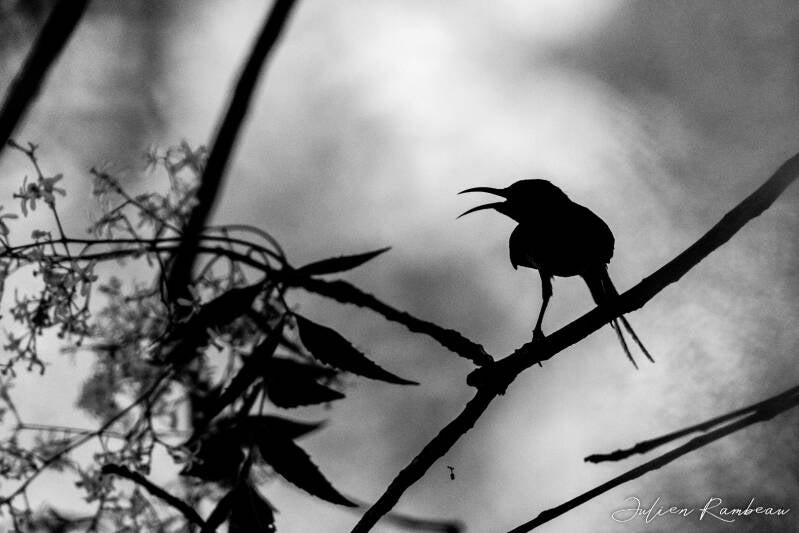 julien-rambeau-silhouette-senegal-03-standard-zbs862.jpg