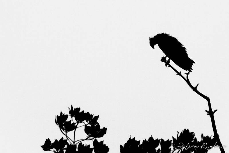 julien-rambeau-silhouette-senegal-04-standard-hve7zl.jpg