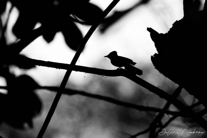 julien-rambeau-silhouette-senegal-05-standard-3lnsg2.jpg