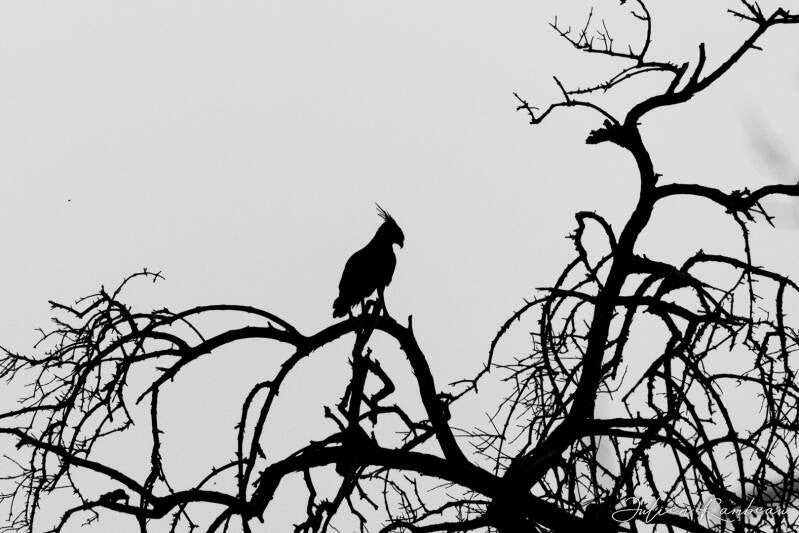 julien-rambeau-silhouette-senegal-06-standard-9258rd.jpg