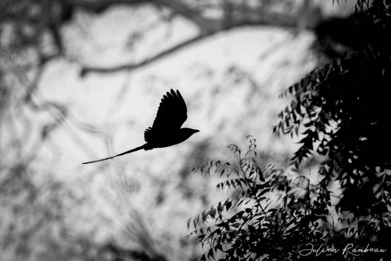 julien-rambeau-silhouette-senegal-07-standard-c0kbz4.jpg