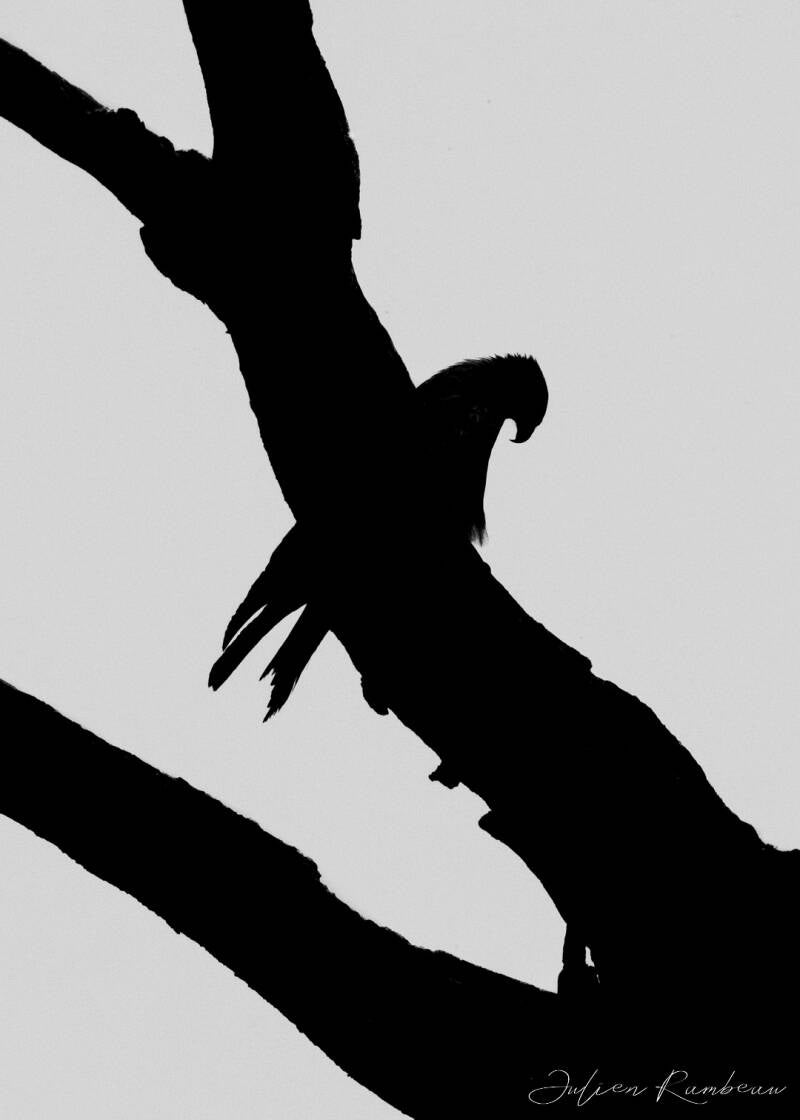 julien-rambeau-silhouette-senegal-08-standard-awil8q.jpg
