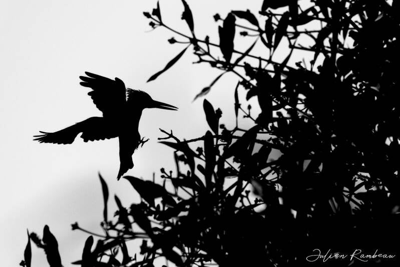 julien-rambeau-silhouette-senegal-09-standard-l9qmu4.jpg