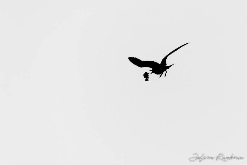 julien-rambeau-silhouette-senegal-10-standard-r1ja78.jpg