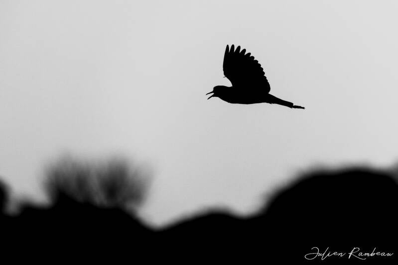 julien-rambeau-silhouette-senegal-11-standard-qm5kcu.jpg