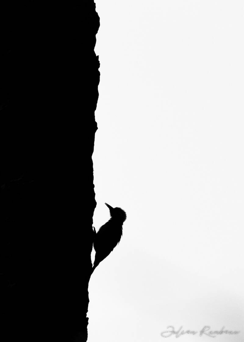 julien-rambeau-silhouette-senegal-12-standard-i8uzhj.jpg