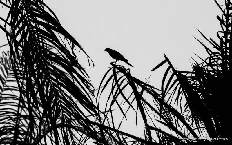 julien-rambeau-silhouette-senegal-13-standard-vfk42q.jpg