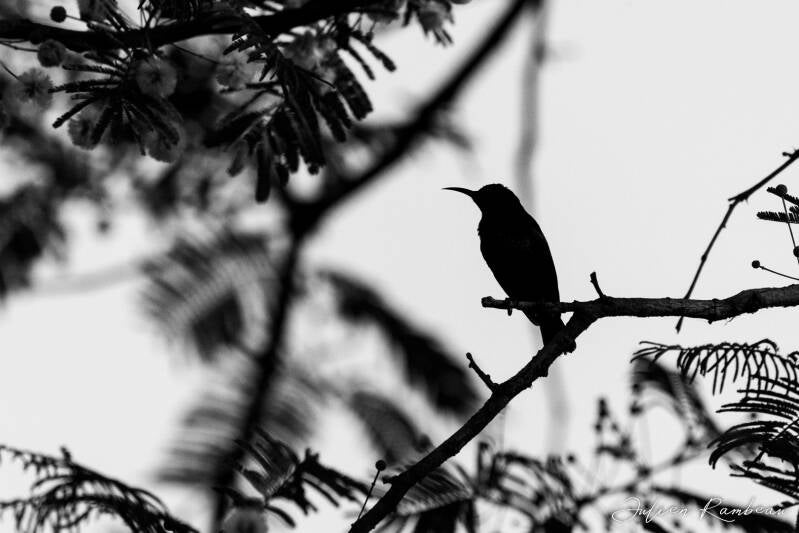 julien-rambeau-silhouette-senegal-14-standard-79cnh4.jpg