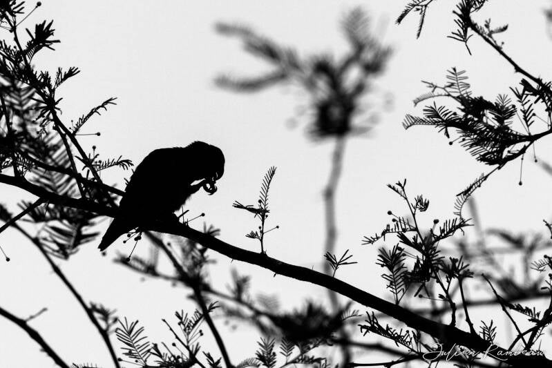 julien-rambeau-silhouette-senegal-15-standard-vxb5ce.jpg