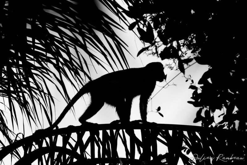 julien-rambeau-silhouette-senegal-16-standard-sqs684.jpg