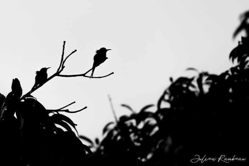 julien-rambeau-silhouette-senegal-17-standard-hrqhtm.jpg