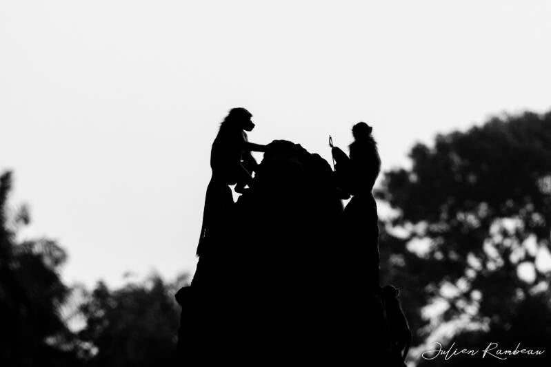 julien-rambeau-silhouette-senegal-18-standard-3be5gd.jpg