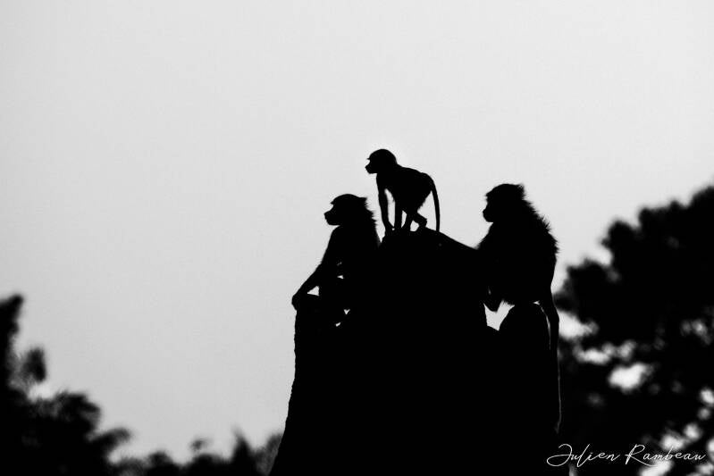 julien-rambeau-silhouette-senegal-19-standard-f8uu35.jpg