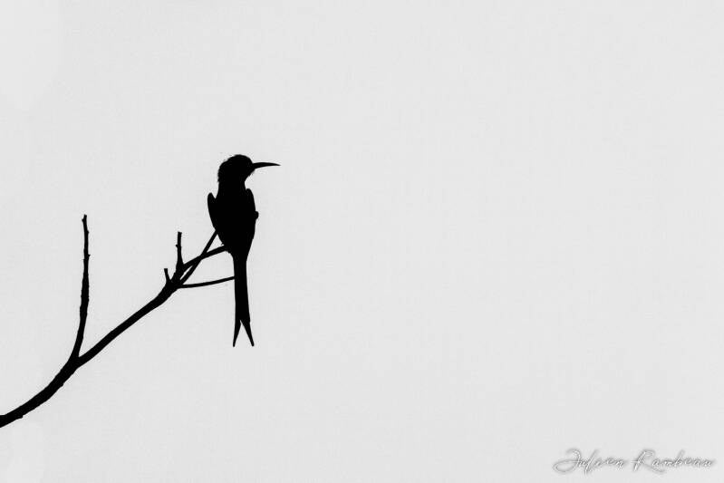 julien-rambeau-silhouette-senegal-20-standard-0idmrp.jpg