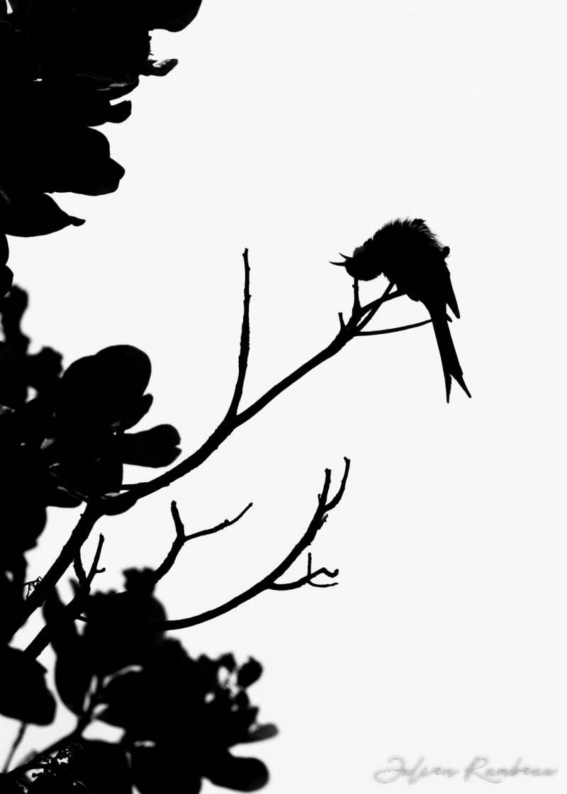 julien-rambeau-silhouette-senegal-21-standard-22wgqx.jpg