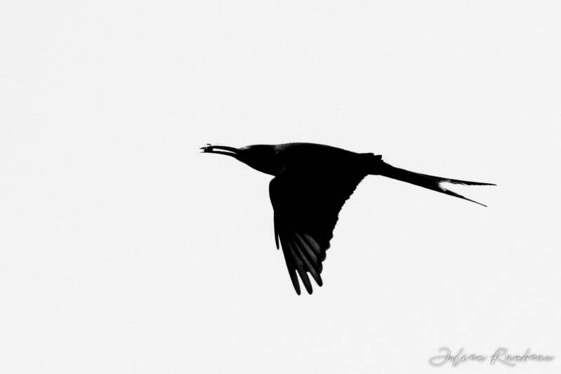 julien-rambeau-silhouette-senegal-22-standard-a1bmnf.jpg