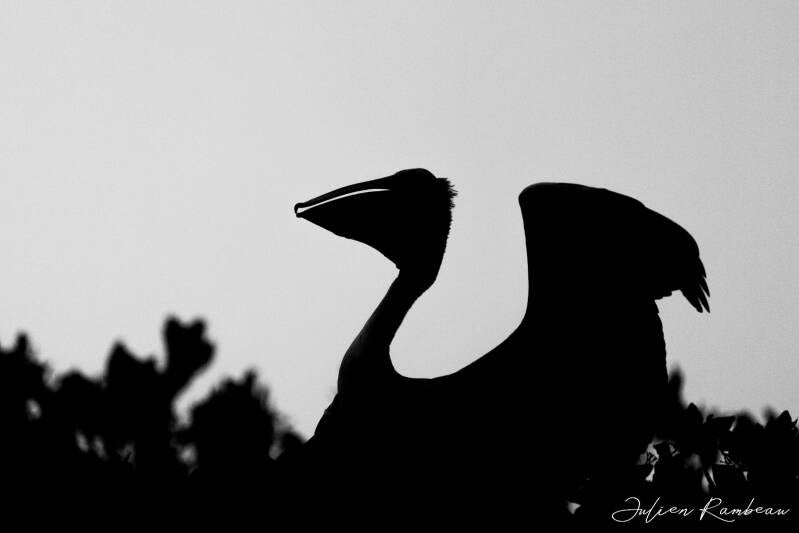 julien-rambeau-silhouette-senegal-23-standard-bqt9nc.jpg
