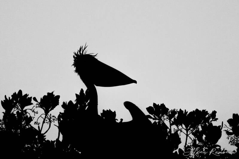 julien-rambeau-silhouette-senegal-24-standard-z4otmp.jpg