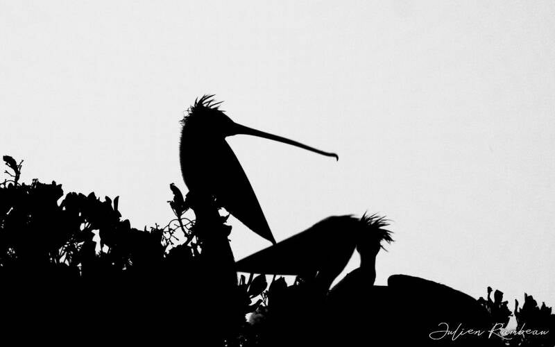 julien-rambeau-silhouette-senegal-25-standard-welwn0.jpg