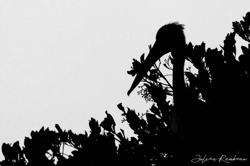 julien-rambeau-silhouette-senegal-26-standard-rq3ecm.jpg