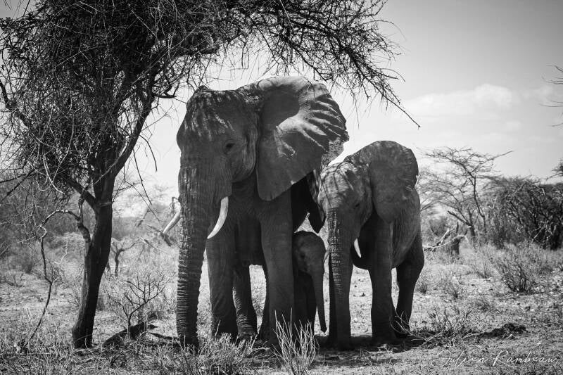 kenya-032-standard-d35e5c.jpg