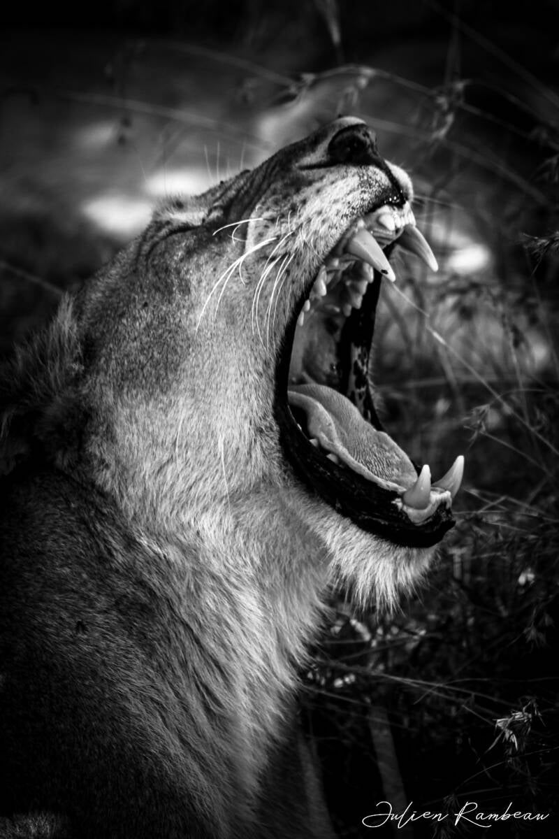 kenya-1118-standard.jpg