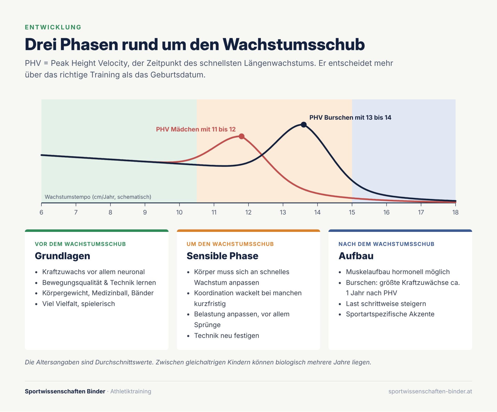 Grafik: Drei Phasen rund um den Wachstumsschub