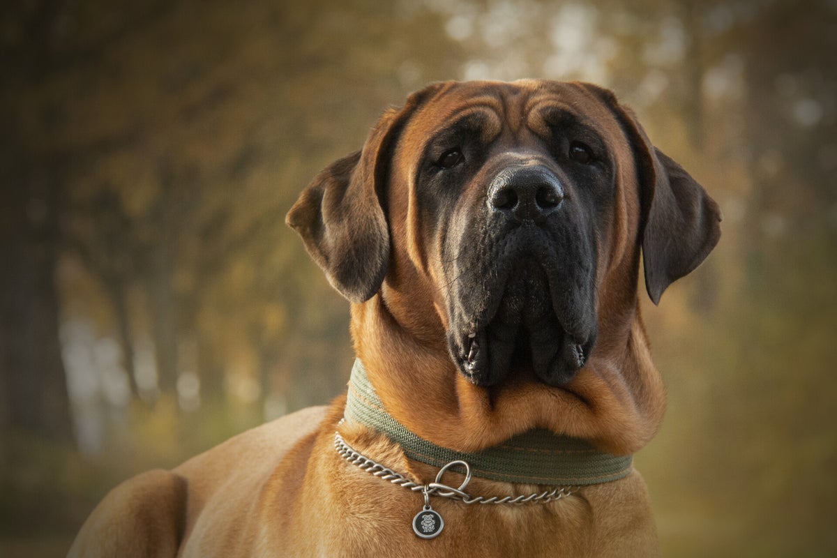 Our dogs Tosa kennel "Of the Kochi Castle"