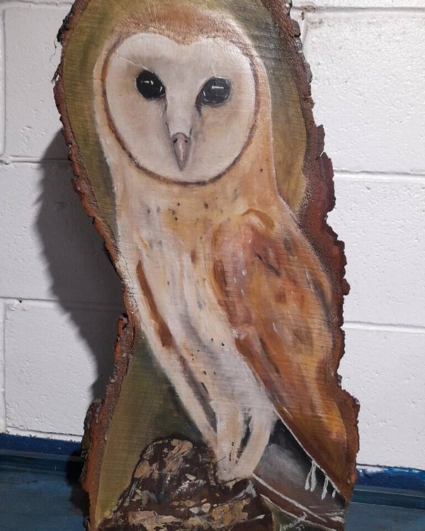 Barn Owl on wood