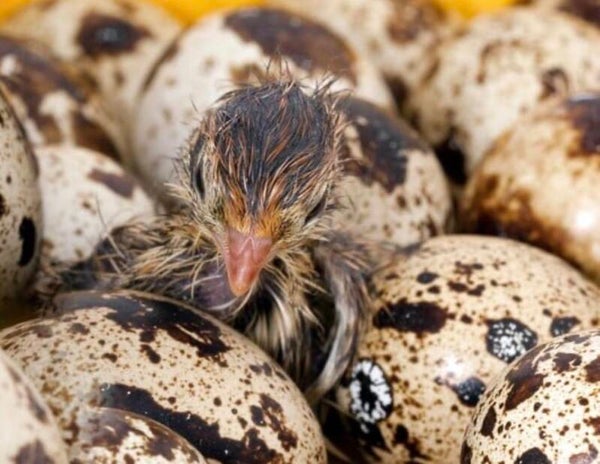 Coturnix Quail Hatching Dozen