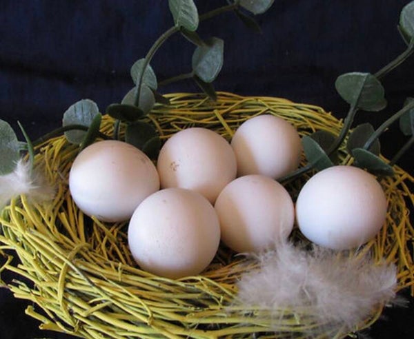 Bobwhite hatching dozen