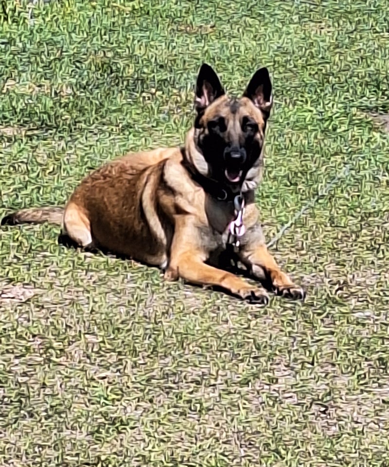 Belgian malinois slusher kennels