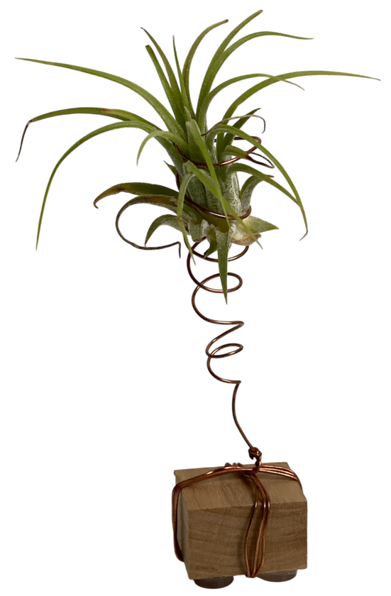 Sculpture ''plante surprise''