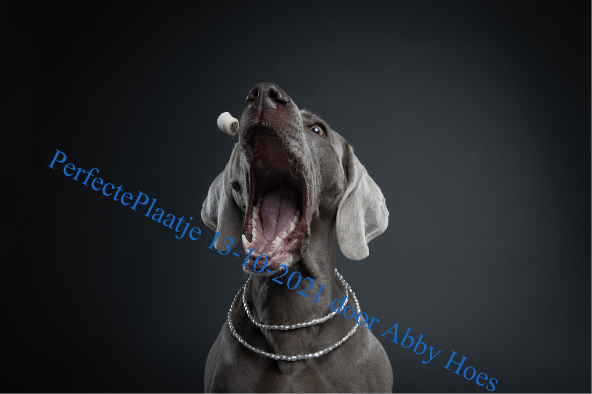 perfecte plaatje 13-10-2021 door Abby Hoes