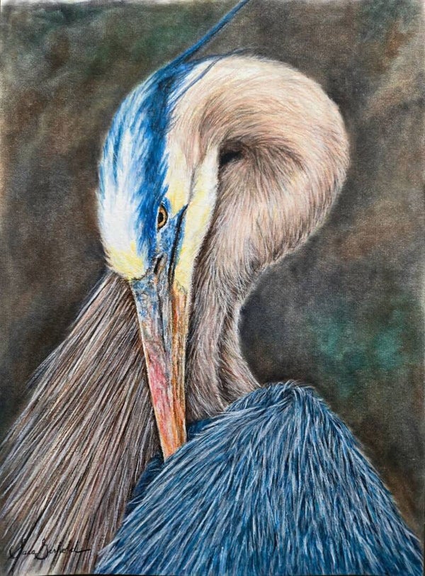 Blue Heron