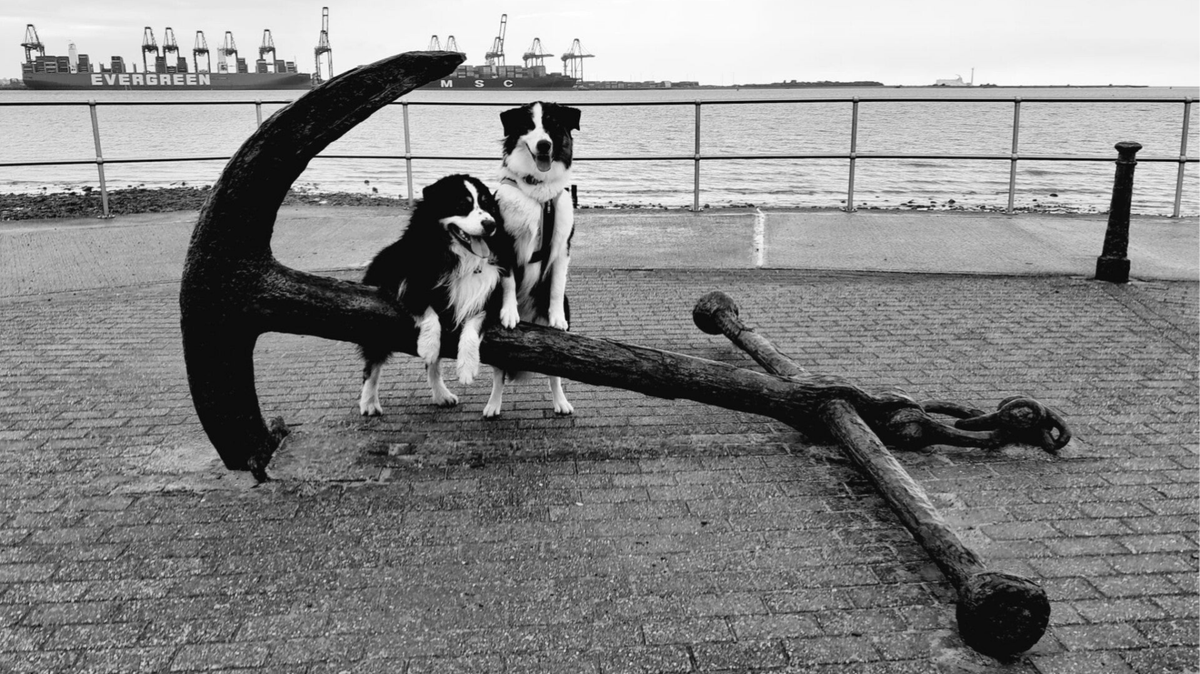 Gallery Top Dog Training Academy