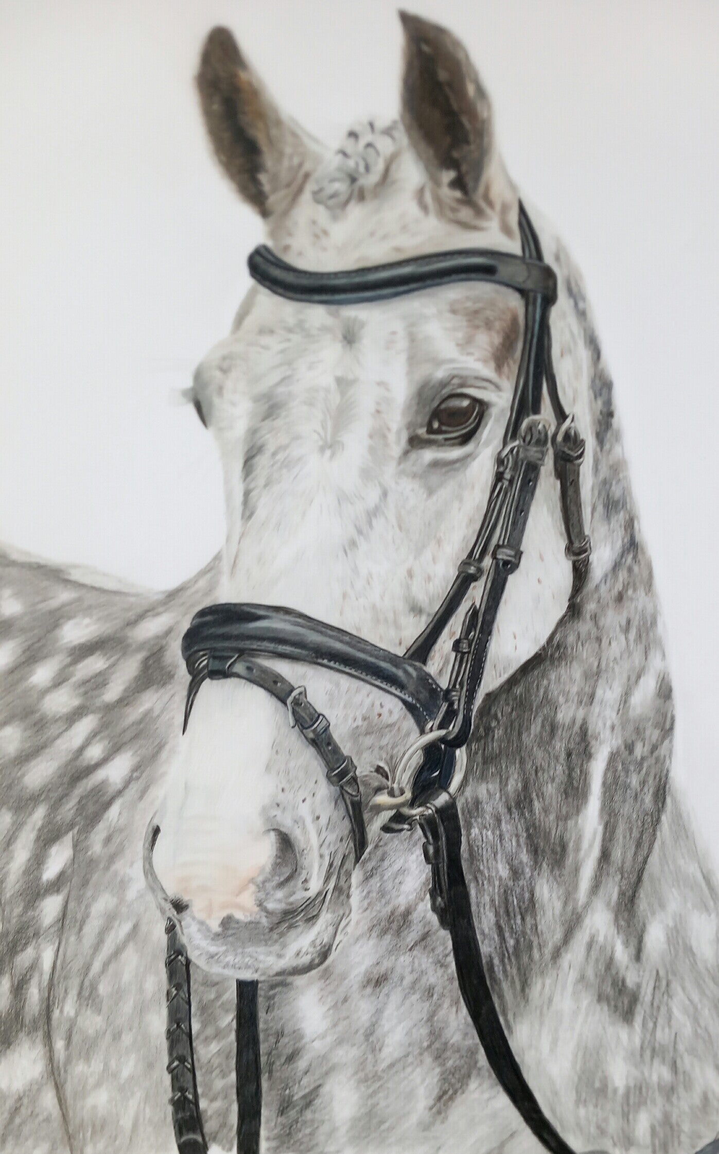 DAPPLE GREY MARE