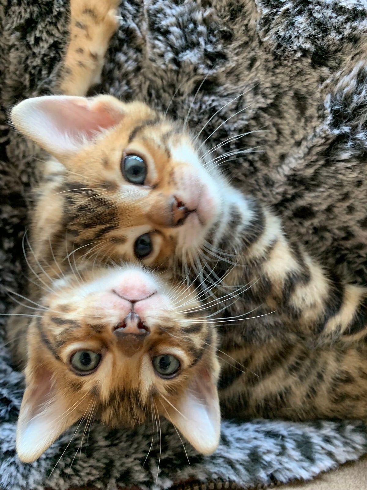 De Bengaal | hailey's dream cattery