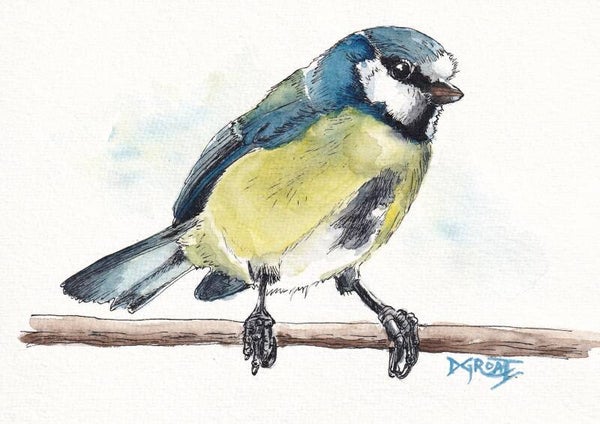 Blue Tit