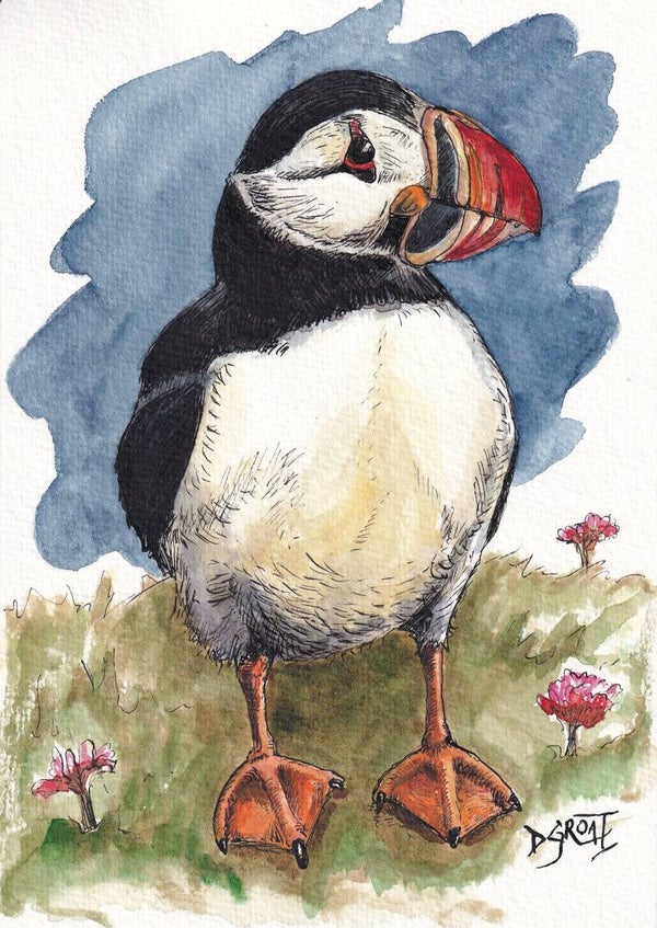 Puffin